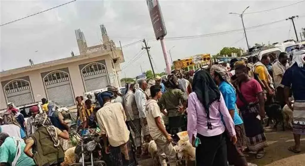 فوضى الأغنام تحاصر زنجبار.. والمواطنون يستغيثون من الازدحام اليومي