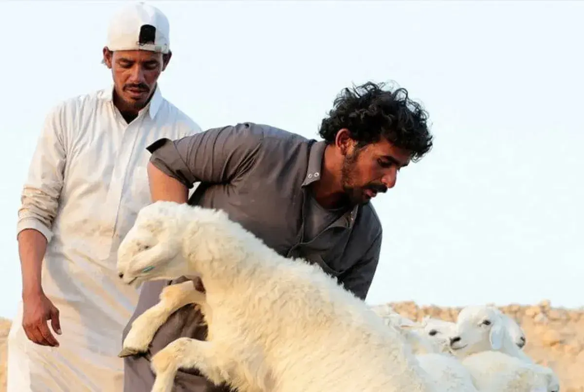 مأرب تستقبل عيد الأضحى وسط غلاء الأضاحي وشح السيول...