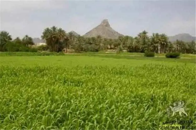 بيحان تحتفل بزفاف أكثر من ألف شاب وشابة خلال أيام...