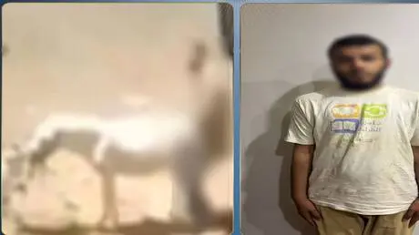 ضبط مصري اعتدى جنسيا على حمار.. الداخلية تكشف كوال...