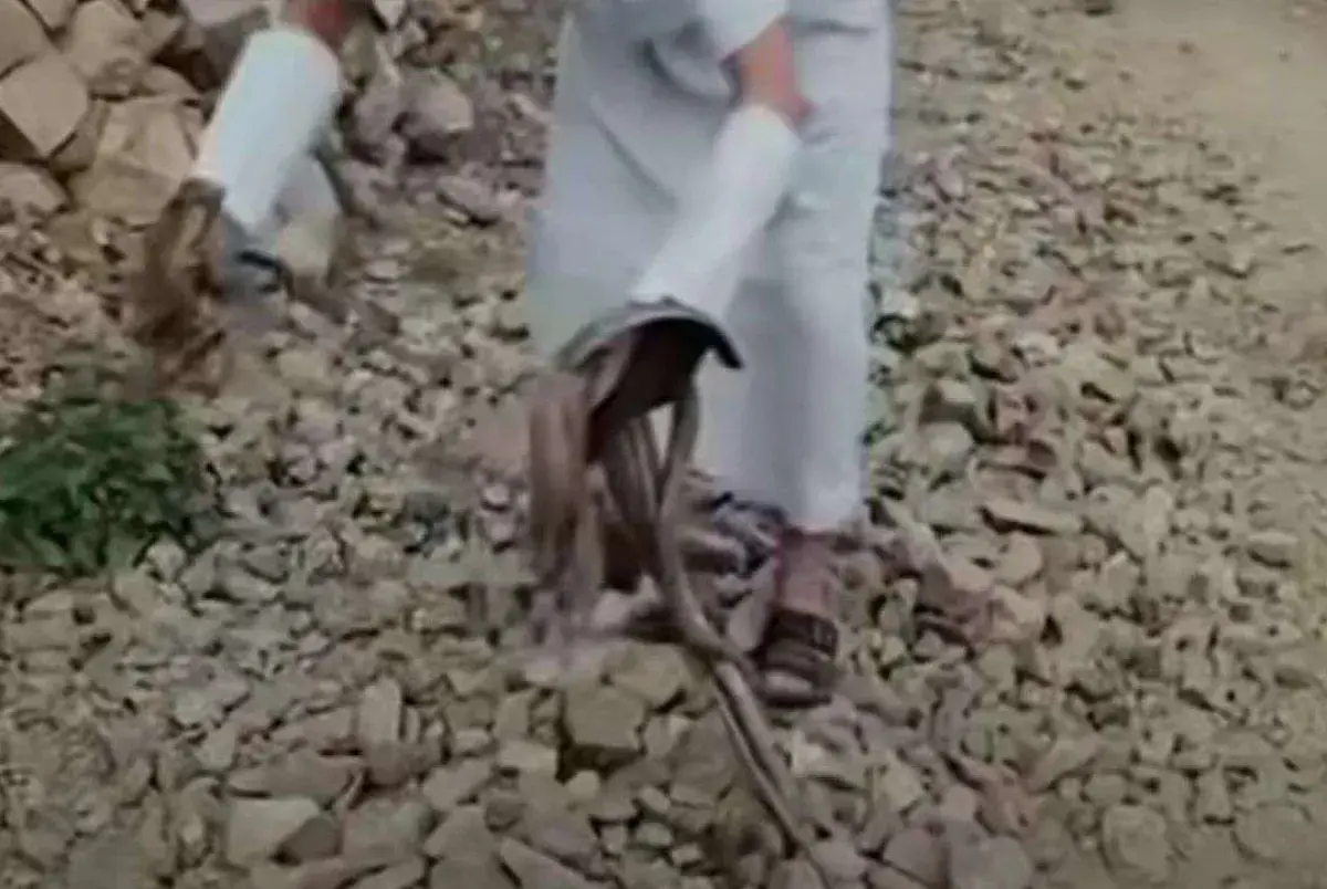 ظهور كثيف للثعابين في ذمار يثير قلق الأهالي وفرصاً...
