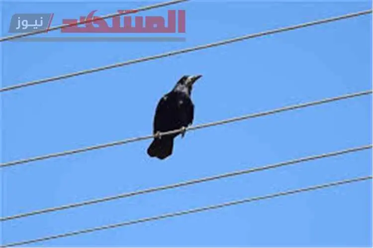طلقة واحدة تطفئ عدن.. تحذير صادم من استهداف طيور على أبراج الكهرباء