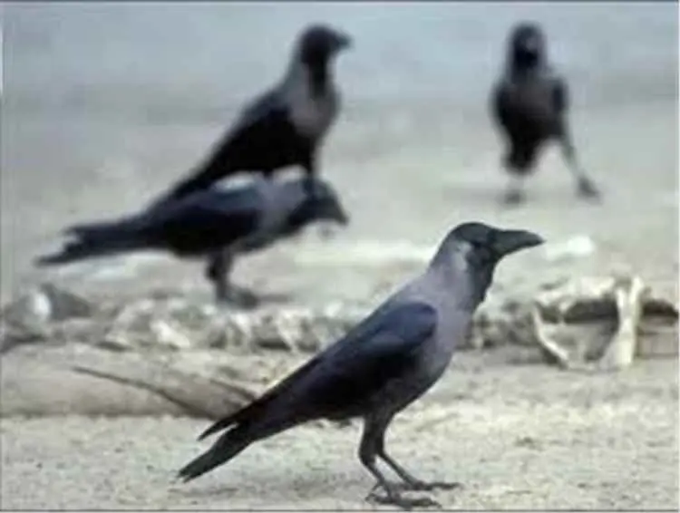 "عدن بين فكي الغربان".. حملة مكافحة تُشعل معركة مج...