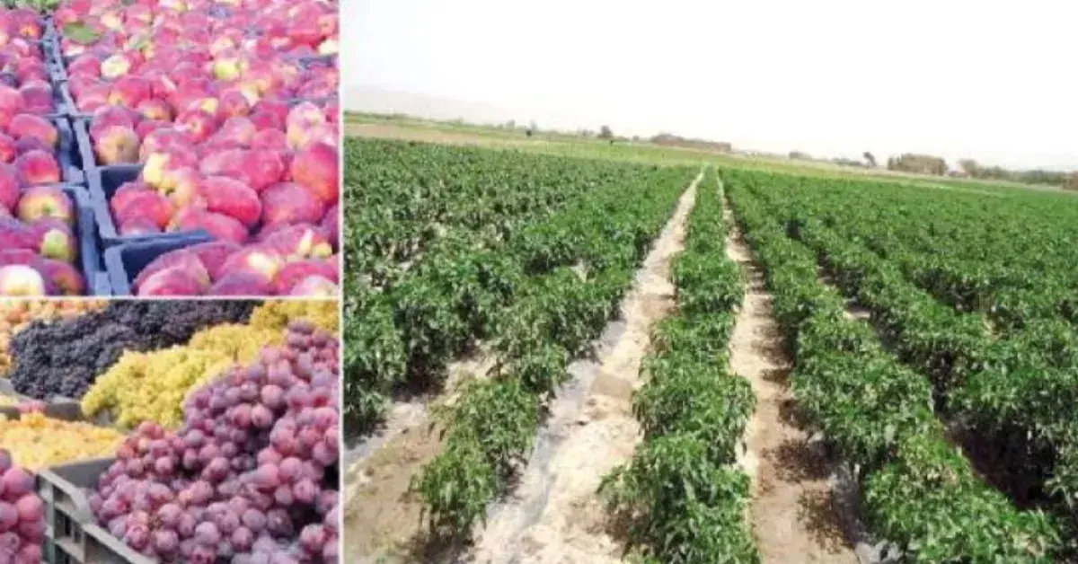 سرقوا الأراضي وسجنوا أصحاب الحق.. صعدة: من سلة غذاء اليمن إلى سجن مفتوح لمزارعيها تحت سطوة مليشيا الحوثي