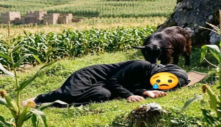 مسلح يعدم امرأة مسنة بسبب "قضمة عشب" في ريف إب.. ت...