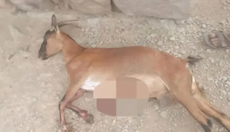راعي ينجو بأعجوبة من موت محقق بعد استهدافه بنيران...
