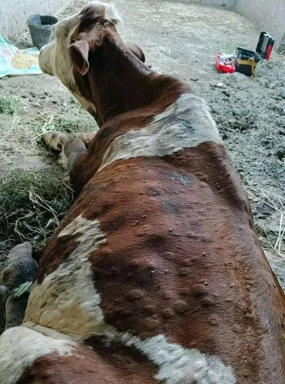 تجاهل حوثي لتفشي وباء يهدد الثروة الحيوانية في الم...