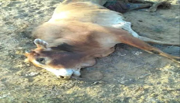مرض مرعب برعاية الحوثي.. وباء فتاك يلتهم أكثر من 1...