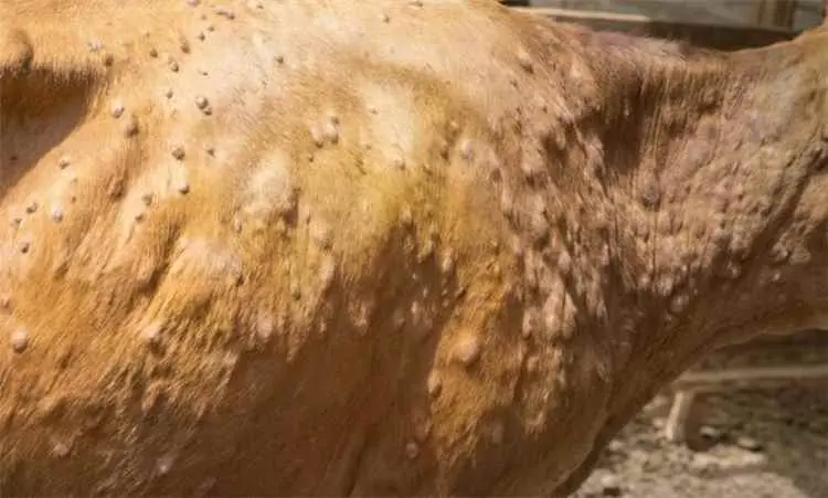 نفوق أكثر من 100 بقرة بالمحويت جراء وباء جلدي وسط...