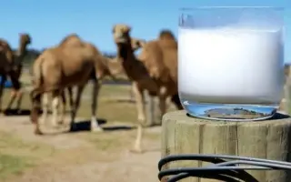 حليب الإبل.. غذاء تقليدي بخصائص علاجية واعدة لمرضى...