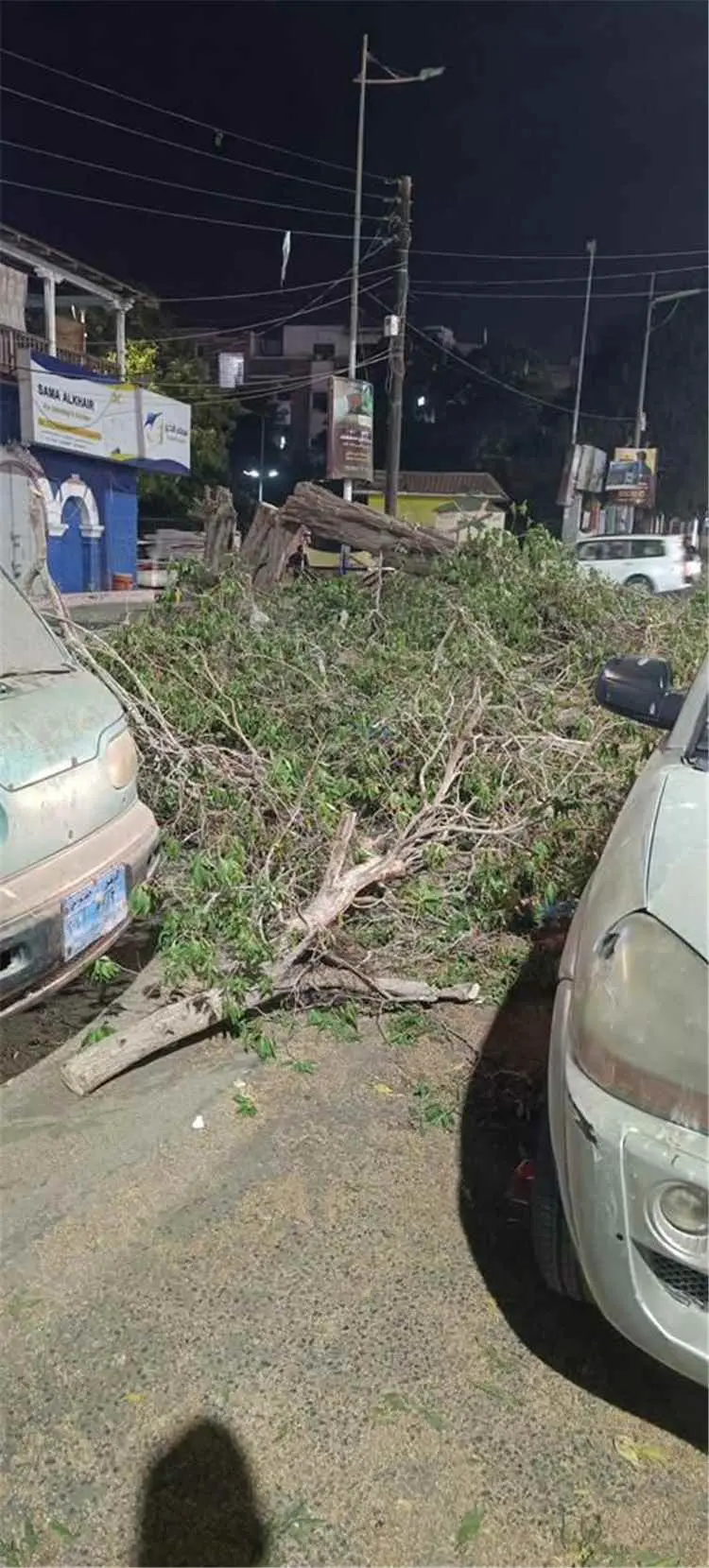 دعوات لوقف قطع الأشجار في عدن ومطالبات بمحاسبة الم...