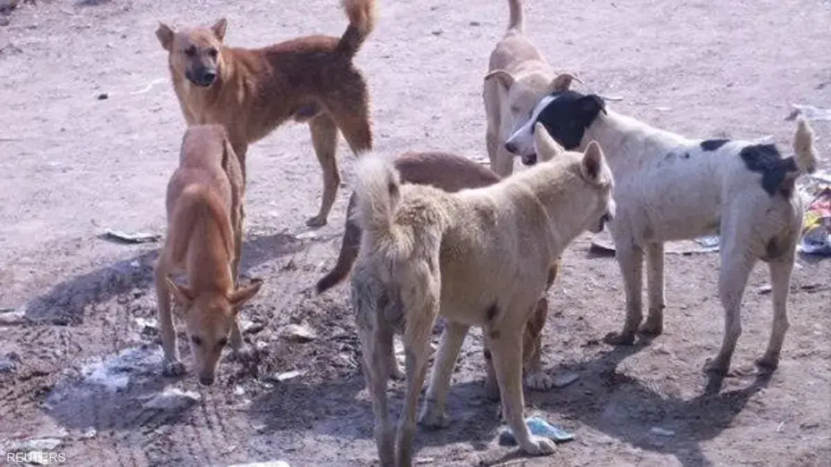 وفاة طفل بداء الكلب في صنعاء تفضح انهيار المنظومة...