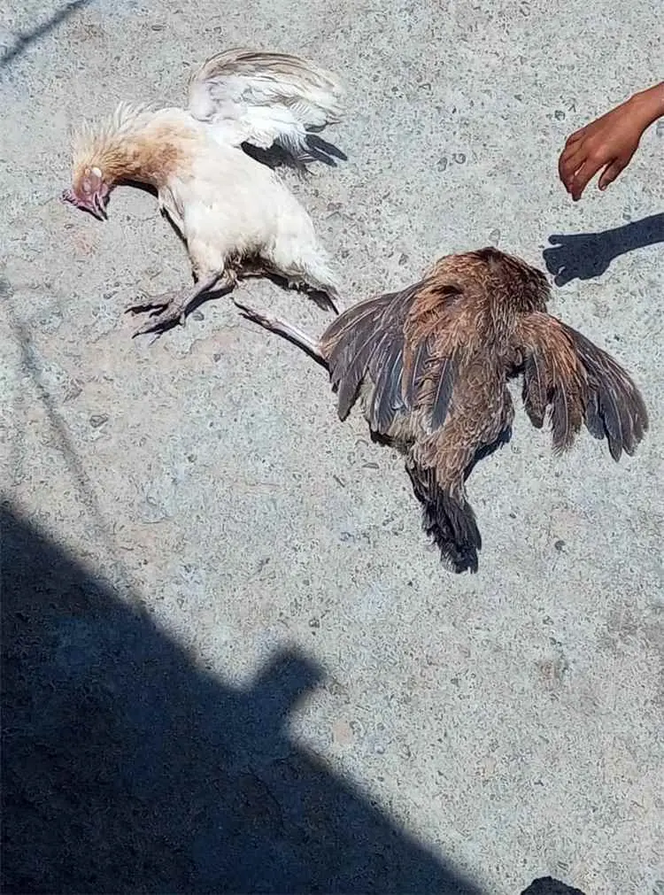 مرض غامض يهدد الثروة الداجنة في وادي الفقير بالمسي...