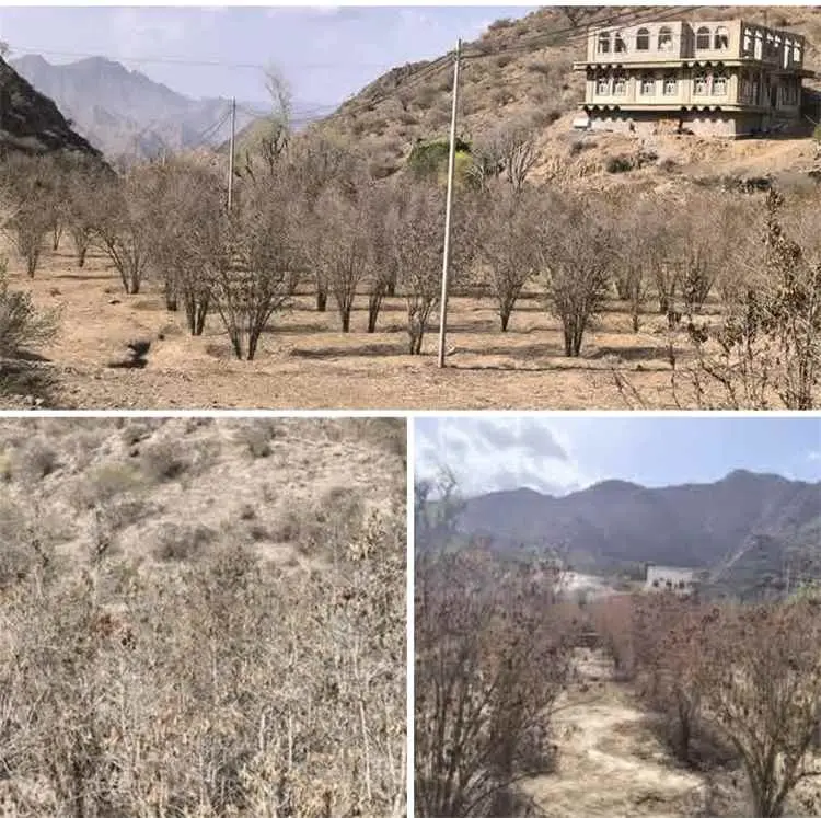 الجفاف يفتك بأشجار البن في سباح بأبين ويهدد إرث ال...