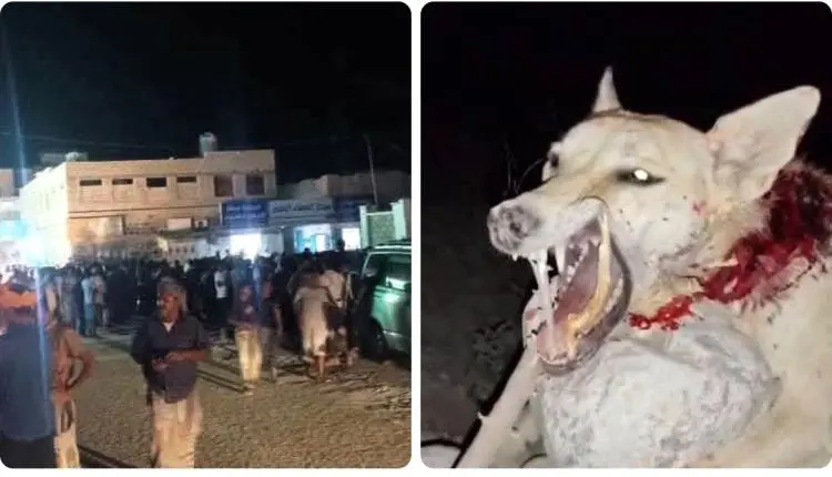 وحش غامض يهاجم شوارع حضرموت وينهش 12 شخص بينهم نسا...