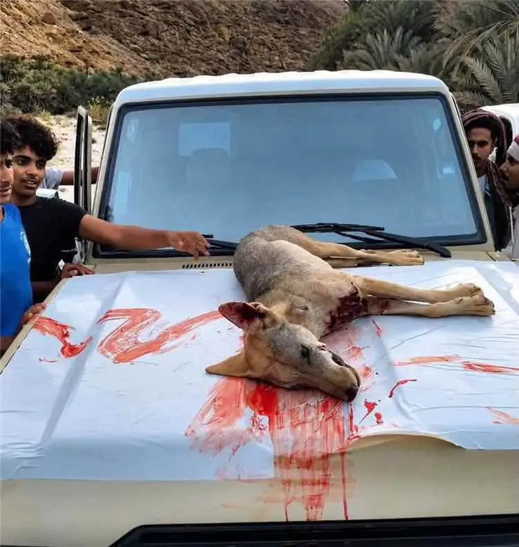 حضرموت.. الأهالي يقضون على ذئب مفترس بعد سلسلة هجم...