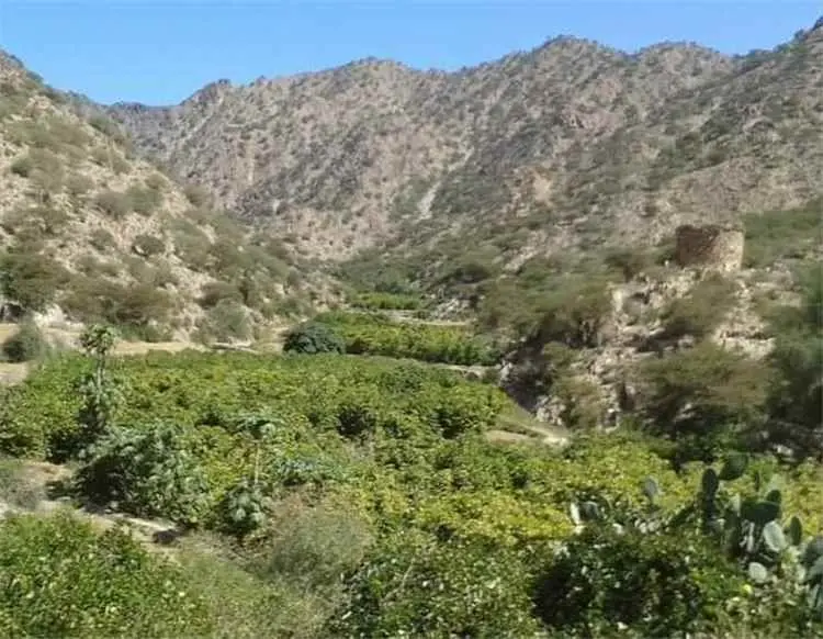 بالصور.. من بساط أخضر إلى موت جماعي كارثة بيئية تج...