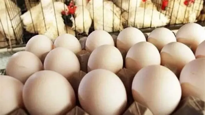 سحب 19 مليون بيضة في أمريكا بسبب مخاوف التلوث بالس...