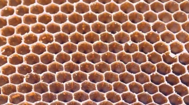 السداسي المنتظم… سر يجمع النحل وجيمس ويب