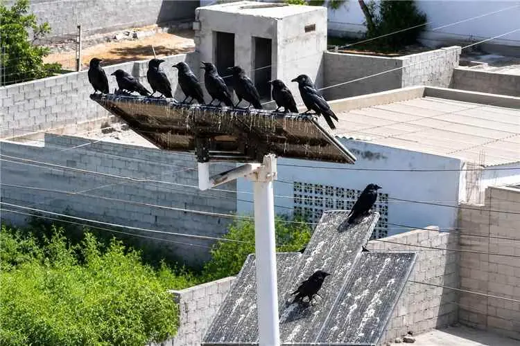 مبادرة مكافحة الغربان تعلن إطلاق حملة خيرية بشروط...