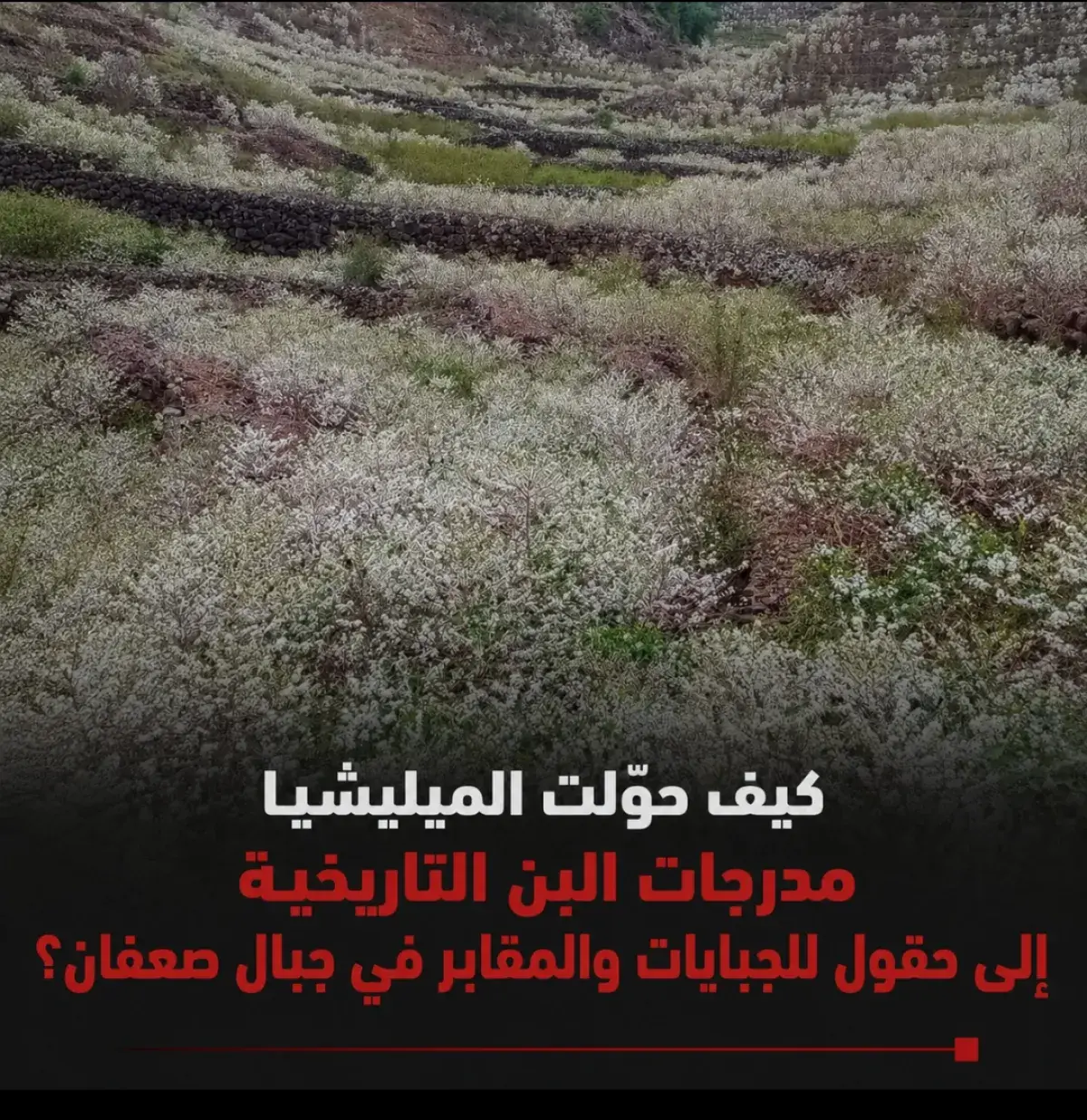 كيف حوّلت الميليشيا مدرّجات البن التاريخية إلى حقول للجبايات والمقابر في جبال صعفان؟