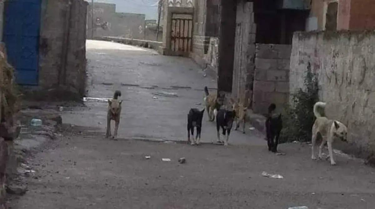 عشرات الإصابات بعضات الكلاب في إب وسط انعدام أمصال...