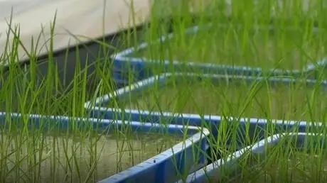 أرز الفضاء الصيني يصل إلى مرحلة الحصاد بعد تجربة "...