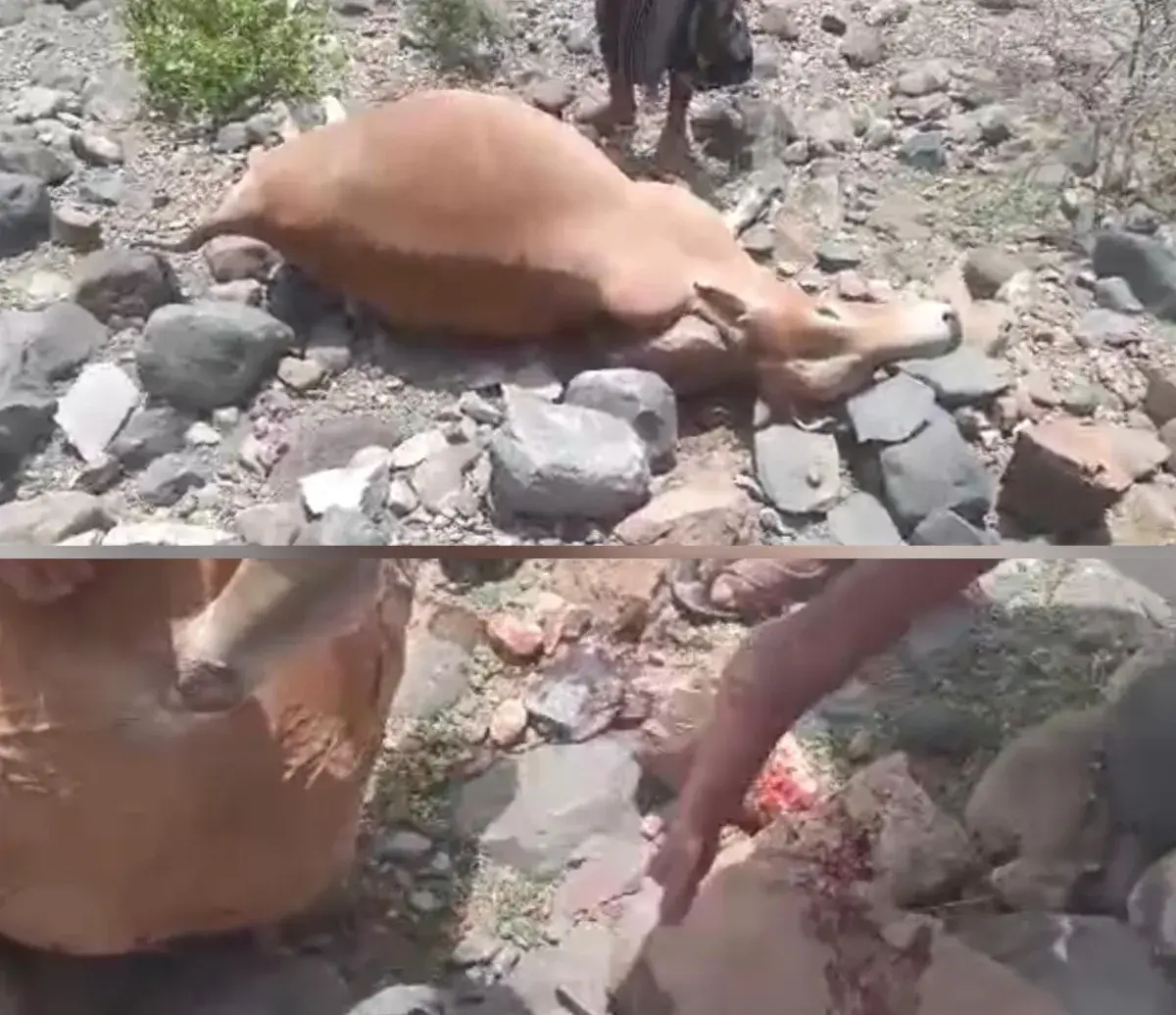 مليشيا الحوثي تستهدف بقصف مدفعي قرية آهلة بالسكان...
