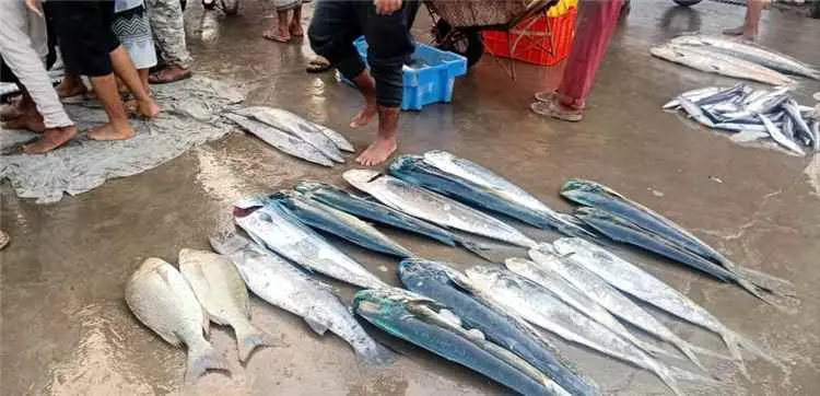 مدير مركز (الدوكيار) بالمعلا حبيب منصور صالح : مرك...