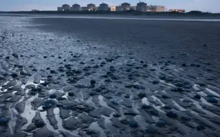 قناديل البحر تجبر محطة نووية فرنسية على إغلاق 3 مف...