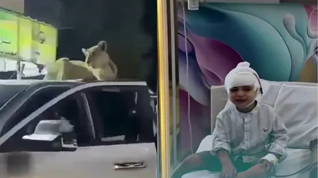لبوة تهاجم طفلا شمال سوريا (فيديو)