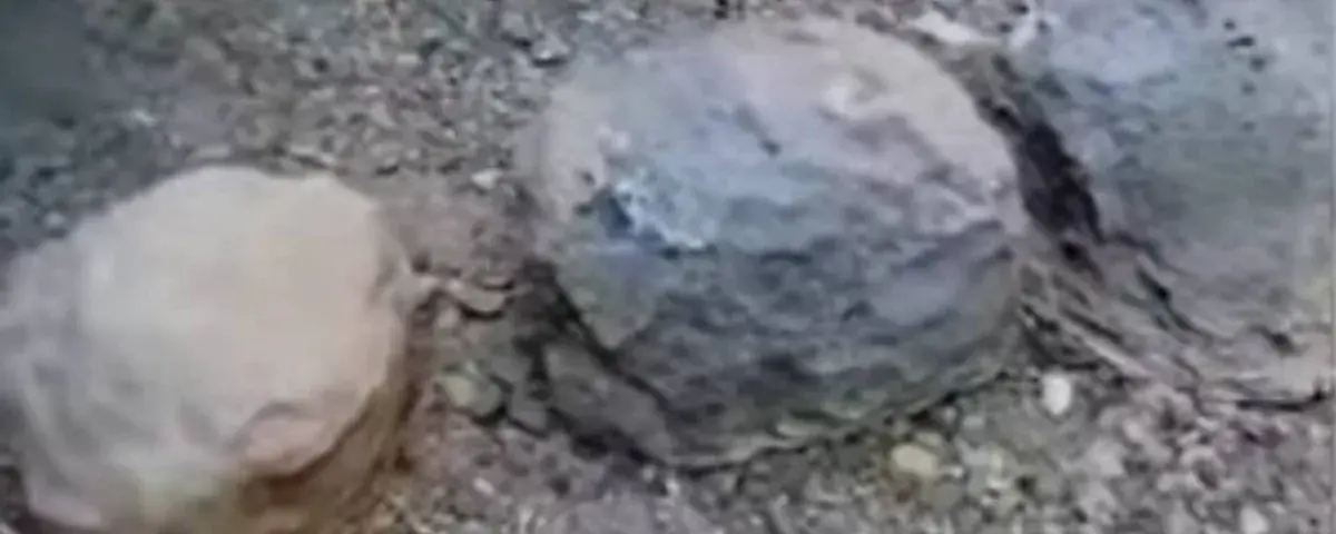 تعز .. مليشيا الحوثي تزرع عبوات الموت على شكل أحجا...