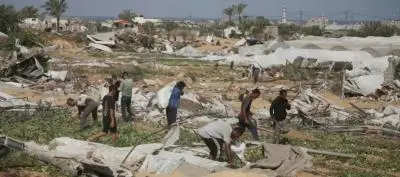 %3 فقط من الأراضي الزراعية في غزة سليمة