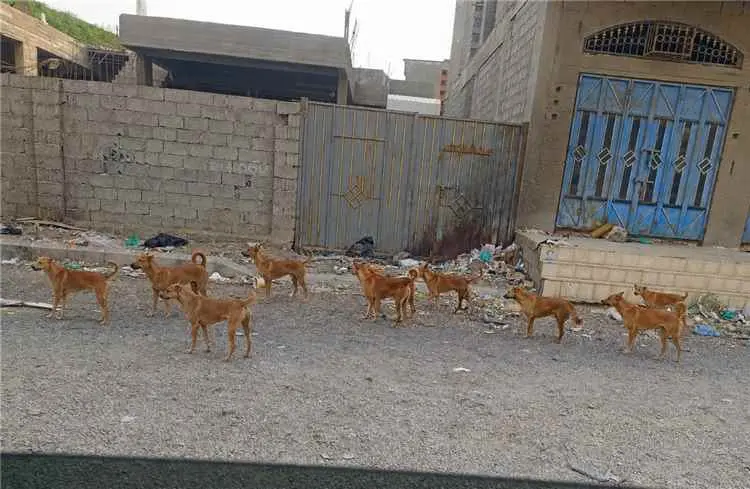 أهالي الحرم الجامعي بمدينة الشعب يناشدون الداؤودي...