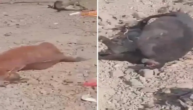 نفوق مواشي وأضرار بممتلكات أهالي قرية التمارة بعد...