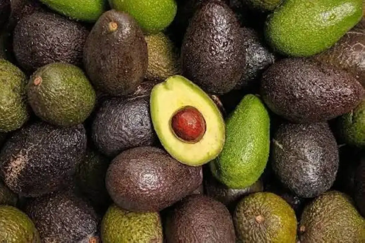 الأفوكادو.. صيدلية طبيعية تحمل أسراراً لا تعرفها