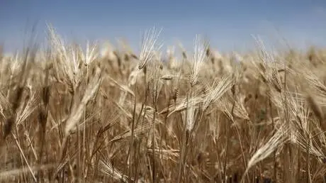 سوريا تحقق الاكتفاء الذاتي من القمح