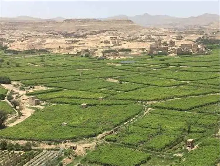 عناصر مسلحة موالية للحوثيين تعتدي على مزارعي العنب...