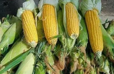 ماذا يحدث لجسمك عند تناول الذرة النيئة؟