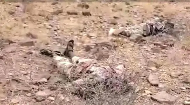 المقاومة الوطنية العثور على جثث لعناصر من "حركة الشباب" الصومالية بين قتلى مليشيات الحوثي بالساحل الغربي