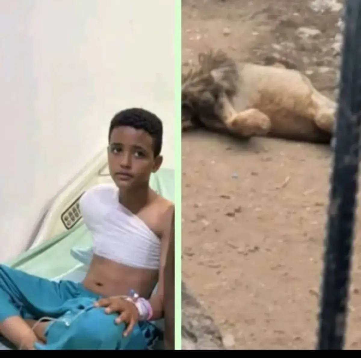 صنعاء .. إعدام لبؤة بترت يد طفل وتحميل إدارة حديقة الحيوان المسؤولية
