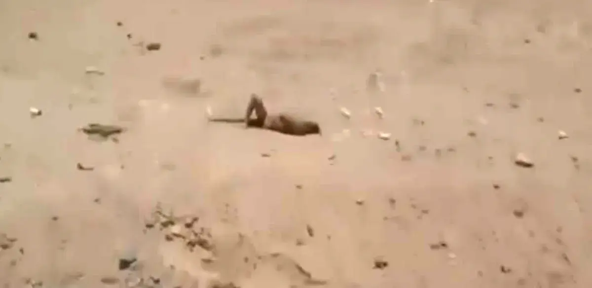 مأرب .. مليشيا الحوثي تتخلى عن جرحاها وقتلاها في ا...