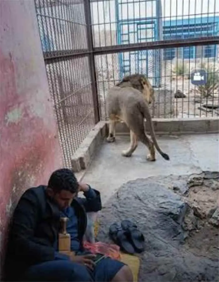 مشهد في حديقة الحيوان بصنعاء يثير الدهشة: شاب يمني يجلس داخل قفص أسد دون اكتراث لما قد يحدث له