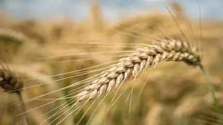 روسيا.. طريقة مبتكرة تزيد إنتاجية القمح بأكثر من م...