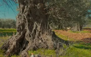 شكوى في باريس ضد الجيش الإسرائيلي على خلفية اقتلاع...
