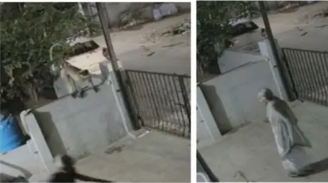 وفاة مسنة هندية بعد هجوم قرد عليها في منزلها