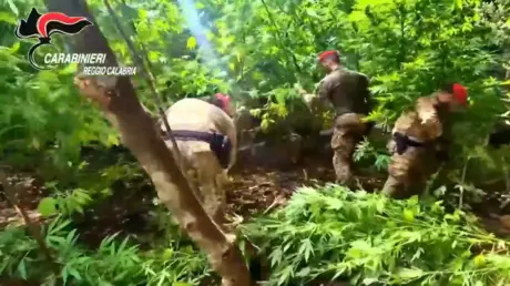 شاهد.. السلطات الإيطالية تضبط مزرعة قنب متطورة في...