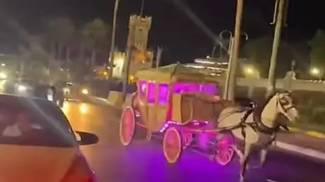 مصر.. حصان يهرب بعروسين وينقلب في مشهد غير متوقع