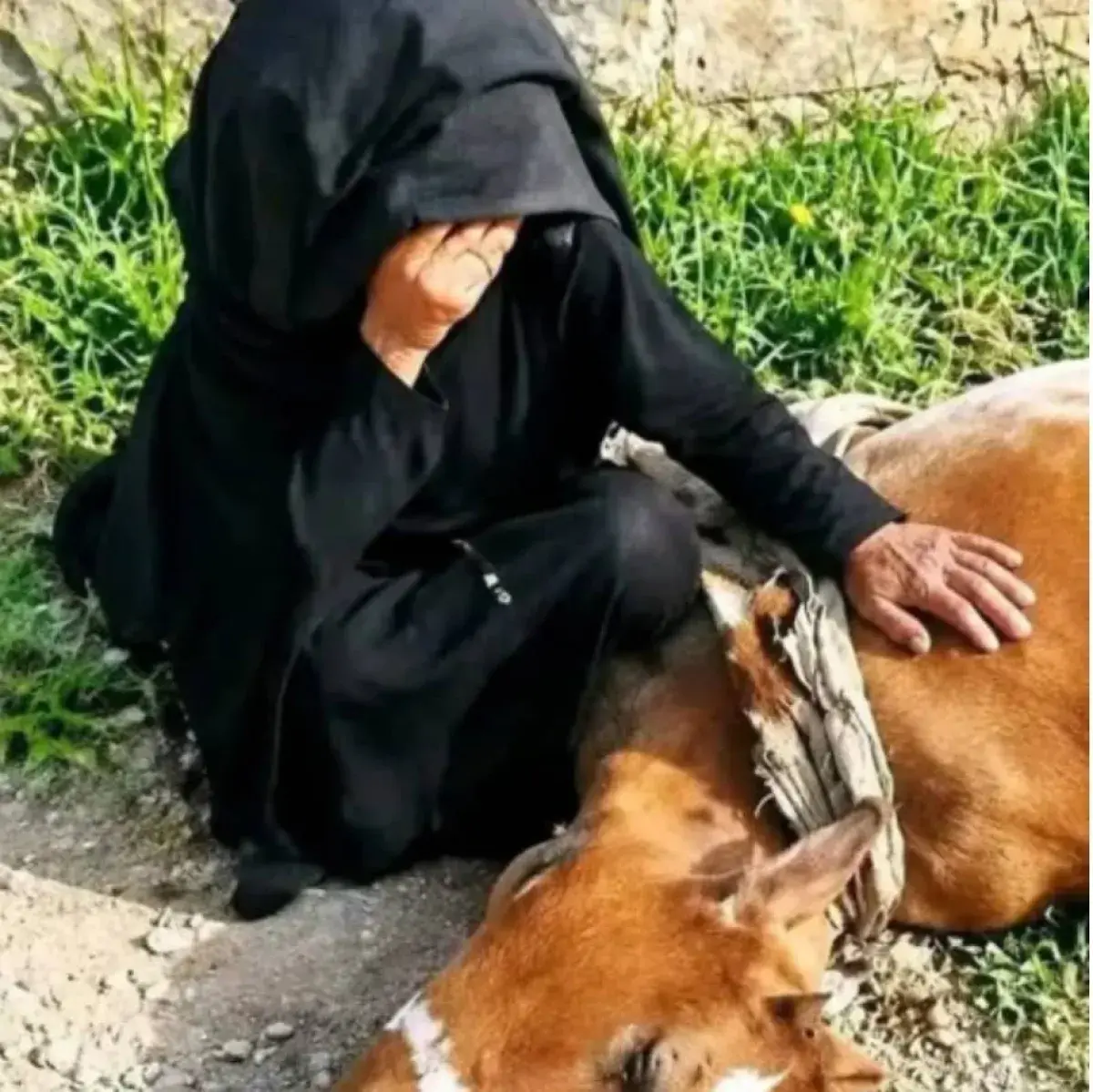 إمرأة في طور الباحة تفقد مصدر رزقها بقصف لمليشيا الحوثي