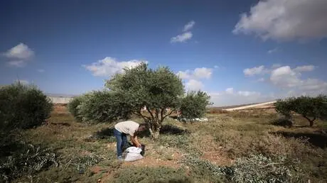 حاخام بن غفير الروحي يشرعن نهب المستوطنين لمحصول ا...